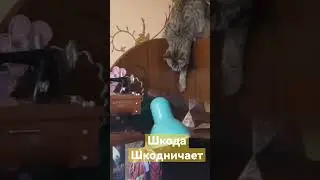 Смешные кошечки