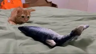 银猪与大鱼battle