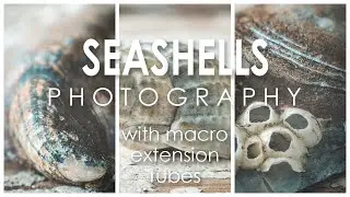 Macro photography on a budget part one: Photographing seashells with macro extension tubes