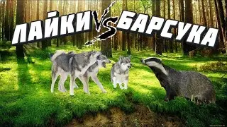 Открытие охоты на барсука с лайками 2021