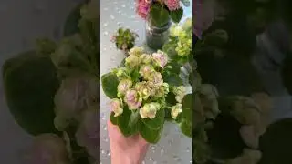 Irish Flirt, Sassy Sister, ЦМ-Донна Роза мини-фиалки