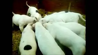 щенки американского бульдога