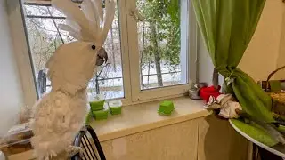 Мы с Жориком  поем, а Люська вся ИЗОШЛА Ь НА НЕРВЫ и пытается обратить на себя внимание!