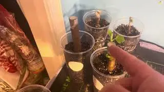 Rooting Fig Cuttings experiment