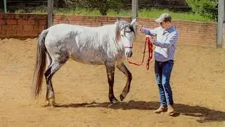 How To Move Your Horse's Shoulders Away From You! (Essential Groundwork Exercise #6)