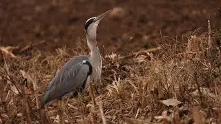 Grey heron swallow's mouse!