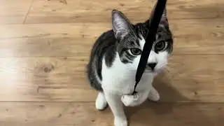 Игрывый котенок