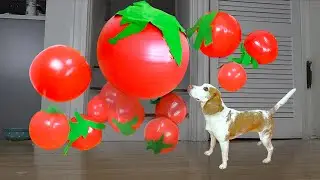 Dog vs GIANT Tomato Invasion!