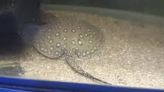 Пресноводный скат для аквариума