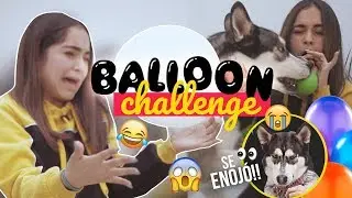 BALLOON CHALLENGE con mi PERRO!