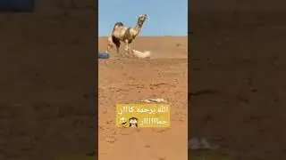 الله يرحمه كااان حماااااار 🙈🤣 #حيوانات