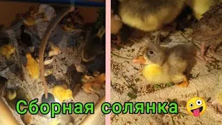 Соединил всю малышню вместе!