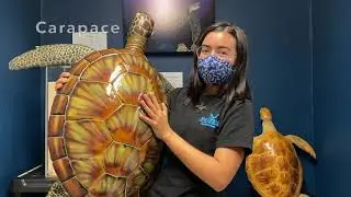 Science with Sea Grant- Sea Turtle Anatomy