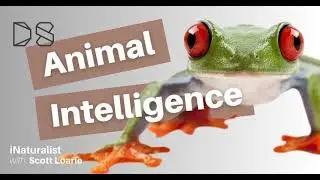 iNaturalist