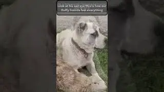 Heartbreaking- Georgian Shepherd Begging His Human Not to Slaughter the Sheep  