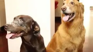 Lo Mejor De Vivir Con Mascotas (Arena y Samba) 