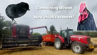 Hatching, Combining, Carting... | The Wheat Harvest Continues