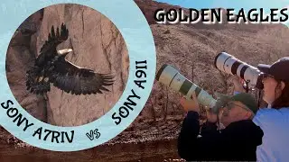 GOLDEN EAGLES Sony A7RIV vs Sony A9II