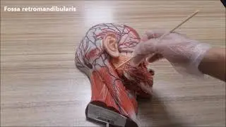 Tükürük bezleri anatomisi ( Glandulae salivariae majores anatomisi)