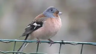 2022 03 13 dimanche les oiseaux
