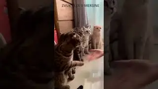 Отгадай из какого фильма эти фразы