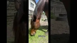 BFF skacz #hobbyhorsing #horse #hh