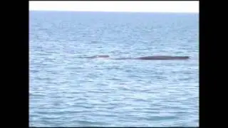 Whale Watching   Harvey Bay Part 2