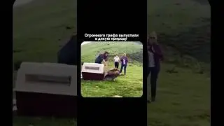 Огромного грифа выпустили в дикую природу 🫡💯