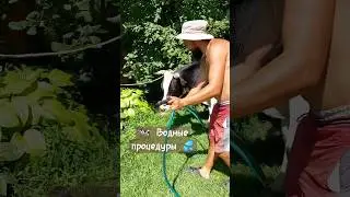 Водные процедуры для коров #жизньвдеревне #подсобноехозяйство #farming #коровы #телята #мтз #нутрии