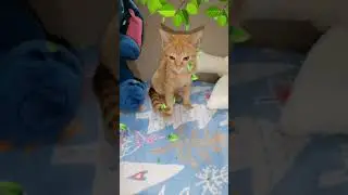 Арес  чудо #kitten