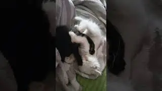 очередной бой Чучундра и Мелок
