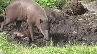 Zoo Baby Alert!