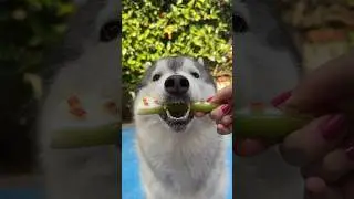 RICETTA del DENTASTICK NATURALE per PULIRE i DENTI del CANE😋🪥🐶 