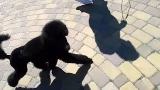 Британника игры на улице)