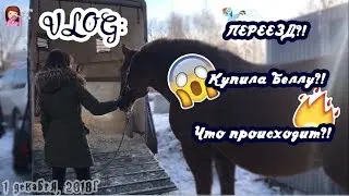 VLOG | ПЕРЕЕЗД?! Забрала Беллу?! Что происходит?!