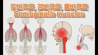 두반극근,경반극근,흉반극근/Semispinalis muscles 완전 정복!