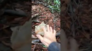 #wildmushroomhunting #mushroom #mushroomhunting