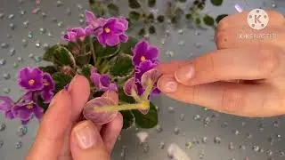 Продолжение эксперимента с листовой химерой. Получение потомства.