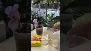 Полив в керамзите. Пенек с деткой. Часть 2. 