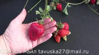 вебенил