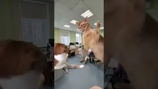 Шуточный ролик наших студентов с мемовыми котами о поступлении в Академию