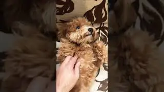 И пусть весь мир подождёт 😃🧸. and let the whole world wait #dog  #shorts #мальтипу