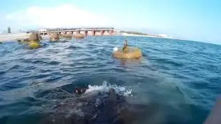 богатый подводный мир черного моря (олимпийская набережная):):)