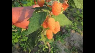 Секреты осенней малины (часть 2)