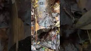🦎