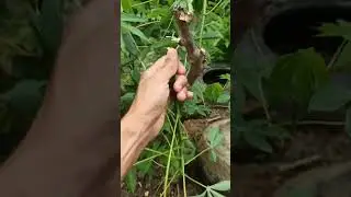 Como Manter Rama de Mandioca sem estragar