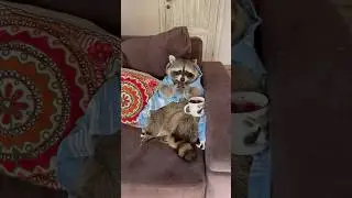 Енот Тема остался без подарка 🥺