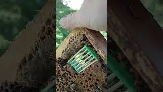 Откачка весеннего,подготовка к главному взятку.