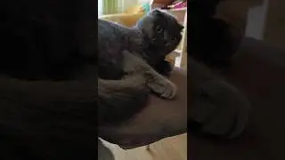 Погладжу лапки 😂 #catsofyoutube #смішнівідео #scottishfold