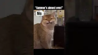 Summer is SACRED! ☀️ #summerbreak #summer #teachers #teaching #teachersofinstagram  #catmemes #cat